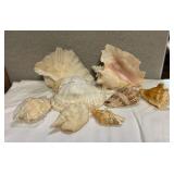 SJP155- She Sells Sea Shells On The Sea Shore