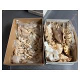 SJP164- Boxes Of Spider Shells & Oliva Annulata Shells 