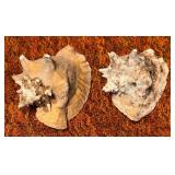 SJP168 - TWO CONCH SHELLS