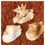 SJP169 - TRIO OF CONCH SHELLS