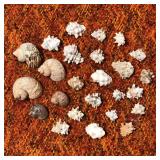 SJP170 - 25 SMALL ASSORTED SEASHELLS 