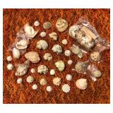 SJP171 - 39 ASSORTED SMALL SEASHELLS