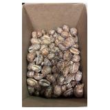 SJP194 Box Of Cowrie Shells