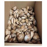SJP195 Box Of Cowry/Cowrie Shells