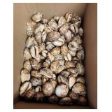 SJP196 Box Of Cowry/Cowrie Shells 