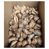 SJP197 Box Of Cowry/Cowrie Shells