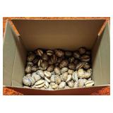 SJP198 BOX OF Cowry/Cowrie SHELLS