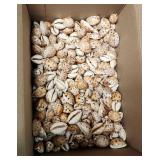 SJP213 Small Box Of Smaller Cowries