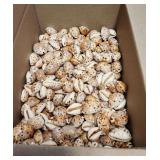 SJP214 Smaller Box Of Smaller Cowry/Cowrie Shells