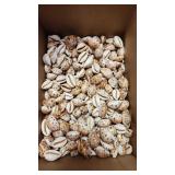 SJP215 Smaller Box Of Smaller Cowry/Cowrie Shells
