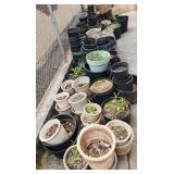 SJP250 - Concrete And Black Planter Pots