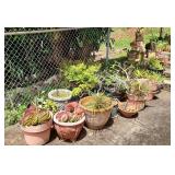 SJP253 - Potted Plants - Large Lot 