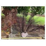 SJP264 - Natural Black Coral Tree Spray