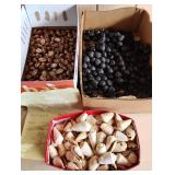 SJP270 - Cowries And Kukui For Lei