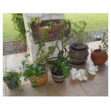 Assorted Potted Plants
