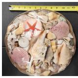 LKF073 - Assorted Sea Shells (1)