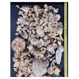 LKF152 - Seashell Collection 