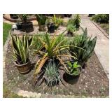 CTD156- Potted Plants Lot