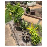 CTD157- Potted Plants