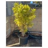 CTD162- Striped Song Of India Potted Plant