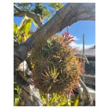 CTD163- Beautiful Talansia Airplant