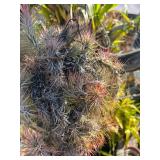 CTD164- Beautiful Talansia Airplant