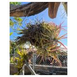 CTD165- Talansia Airplant