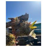 CTD166- Talansia Airplant