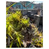 CTD167- Talansia Airplant