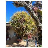 CTD169- Talansia Airplant