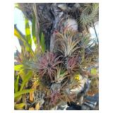 CTD170- Talansia Airplant