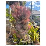 CTD171- Talansia Airplant