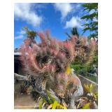 CTD172- Talansia Airplant