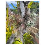 CTD174- Talansia Airplant