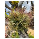 CTD175-Talansia Airplant