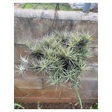 CTD178- Talansia Airplant