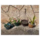 CTD179-Potted Plants & Flowers