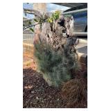 CTD180- Beautiful Talansia Airplants On Driftwood