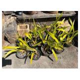 CTD181- Potted Orchid Plants