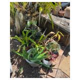 CTD183- Assorted Potted Plants