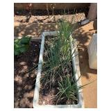 CTD184- Planter Box Of Spring Onion Plants