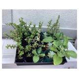MTH219 Over 30 Succulent Plants 