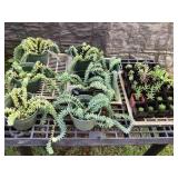 MTH220 Over 30 Beautiful Succulent Plants 