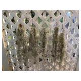 MTH229 Five Batches Of Hina Hina Spanish Moss Plants