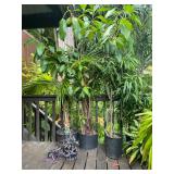 PFG001 Purple Heart, Golden Palm, Assorted Plants 