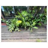 PFG002 - Fan Palm, Chinese Evergreen, And Others Potted Plants