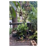 PFG010 Chinese Evergreen, Croton, Pele Hair, Assorted Plants