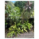 PFG011 - Antherium, Peace Lily, Dracaena, And Other Potted Plants