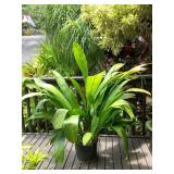 PFG014 Large Potted Plant