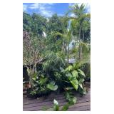 PFG015 Bromelia, Giant Philodendron, Anthurium, Assorted Plants 